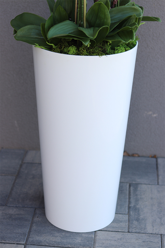 bardzo duży storczyk w białej donicy, Pudrovy Mediolan, wys.130cm 