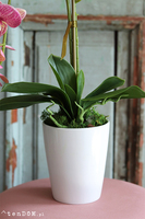 Malachia, gumowy storczyk tygrysi w donicy, wys.60cm 