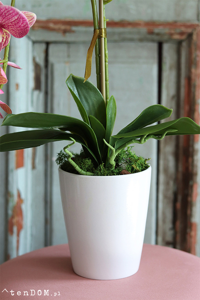 Malachia, gumowy storczyk tygrysi w donicy, wys.60cm 