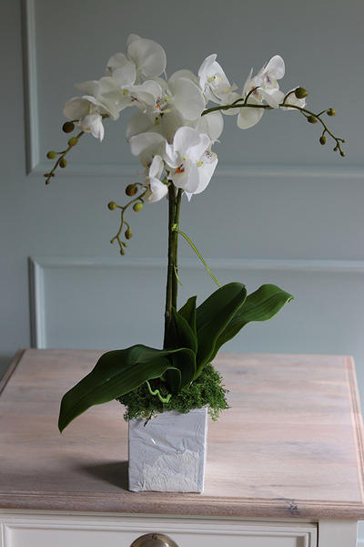 Conrado C, storczyk w stretchu do obsadzenia, wys.66cm