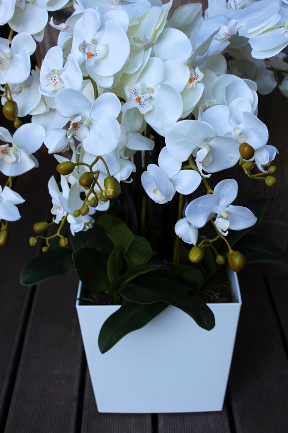 storczyk White House 2 Grande w minimalistycznej donicy, wys.90cm