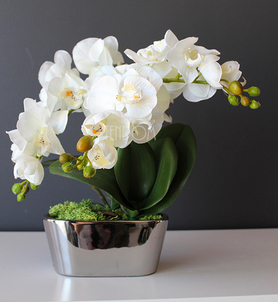 storczyk Mini Silver w minimalistycznej donicy, wys.30cm