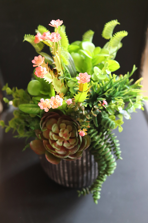 atrakcyjna kompozycja sukulenty Monterra, wys.37cm