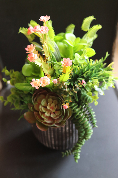 atrakcyjna kompozycja sukulenty Monterra, wys.37cm