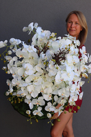 bardzo duży storczyk, Fire Grande Premioso, wys.80cm