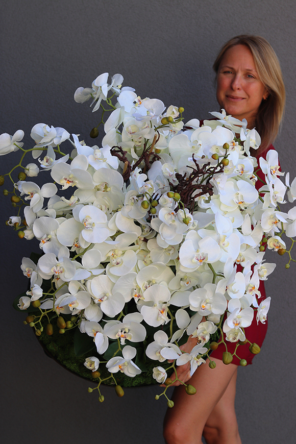 bardzo duży storczyk, Fire Grande Premioso, wys.80cm