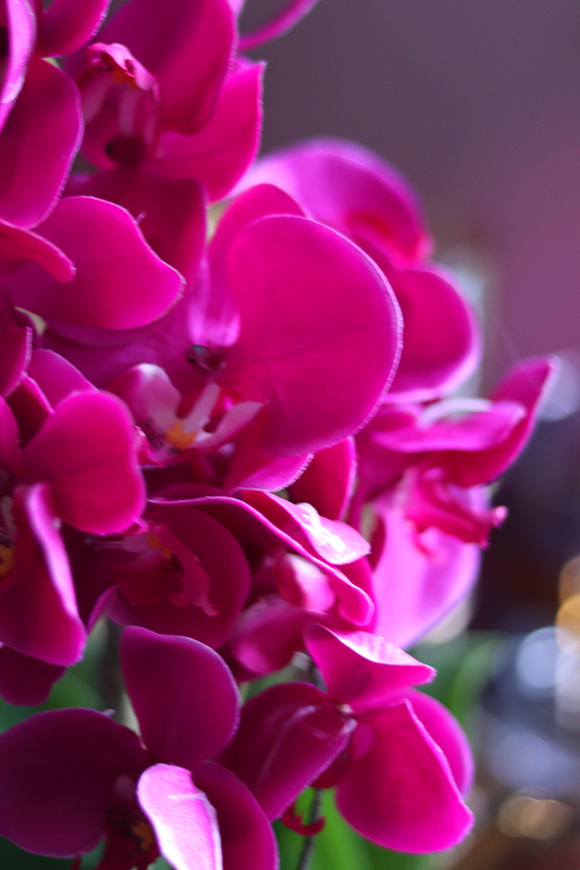 Galenna, fuksjowy storczyk w srebrnej donicy, wys.50cm 