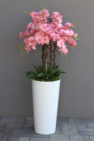 bardzo duży storczyk w białej donicy, Pudrovy Mediolan, wys.130cm 