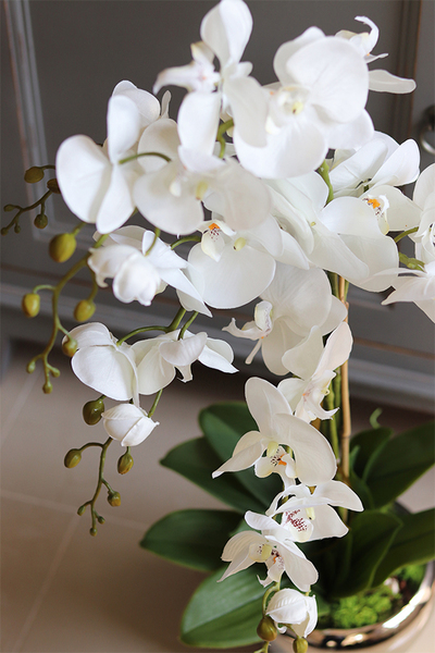 Aurelia Silver, elegancki storczyk w srebrnej donicy, wys.76cm 