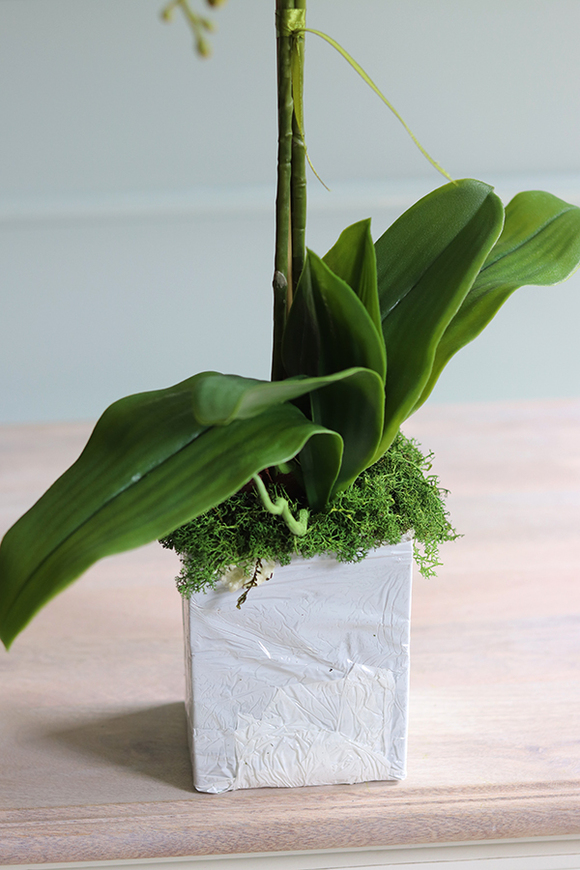 Conrado C, storczyk w stretchu do obsadzenia, wys.66cm