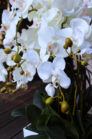 storczyk White House 2 Grande w minimalistycznej donicy, wys.90cm