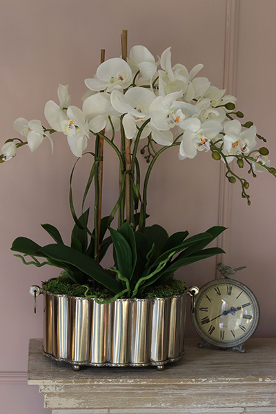 Selinia, niesamowity storczyk w cynowanej donicy, wys.55cm