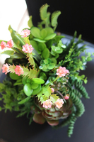 atrakcyjna kompozycja sukulenty Monterra, wys.37cm