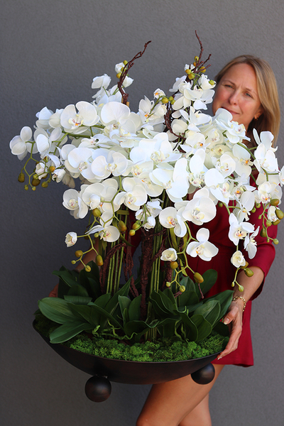 bardzo duży storczyk, Fire Grande Premioso, wys.80cm