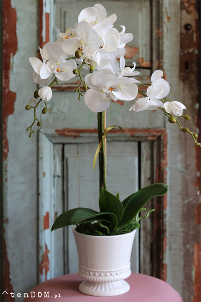 biały storczyk w ceramicznej donicy, Similareta wys.56cm