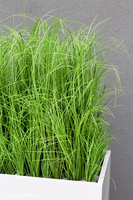 Fiberglass Grande Premium, sztuczne trawy w eleganckiej donicy, wys. 110cm
