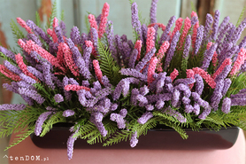 Cipriano Wrzosy, kompozycja kwiatowa w czarnej donicy, wym.20x40cm