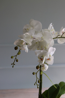 Conrado C, storczyk w stretchu do obsadzenia, wys.66cm