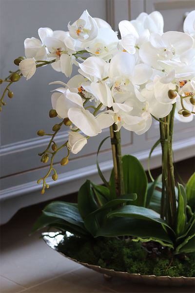 elegancki storczyk na srebrnej paterze, Tasmania Glamour, wys.50cm 