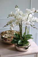 Glass Pompadour Gold, efektowny storczyk w złotej misie, wys.60cm