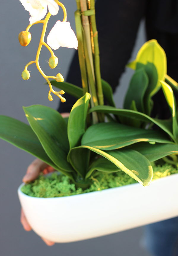 Morsztynowo, storczyk w długiej, wąskiej donicy, wys.58cm 