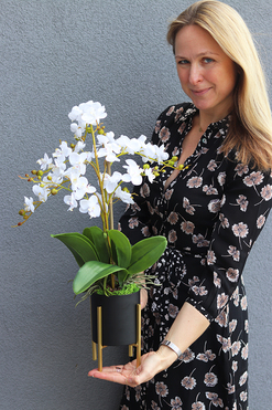 storczyk Uresa, w czarnej donicy ze złotymi nóżkami, wys.58cm