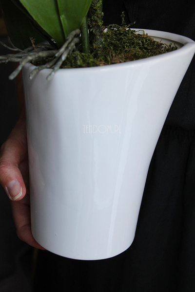 storczyk Asimetrio w białej donicy, wys.57cm