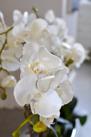 storczyk w ceramicznej, beżowej donicy Elegance 1, wys.77cm