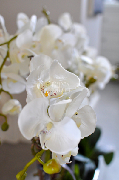 storczyk w ceramicznej, beżowej donicy Elegance 1, wys.77cm