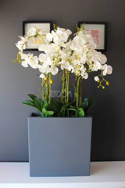 duży storczyk Marco Grande Grey, wys.120cm 