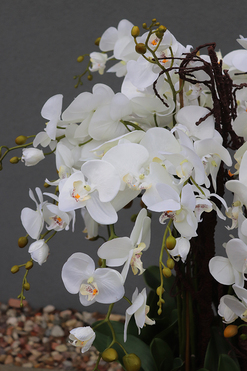 bardzo elegancki storczyk Złota Bajka, wys.140cm