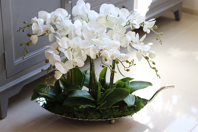 elegancki storczyk na srebrnej paterze, Tasmania Glamour, wys.50cm 