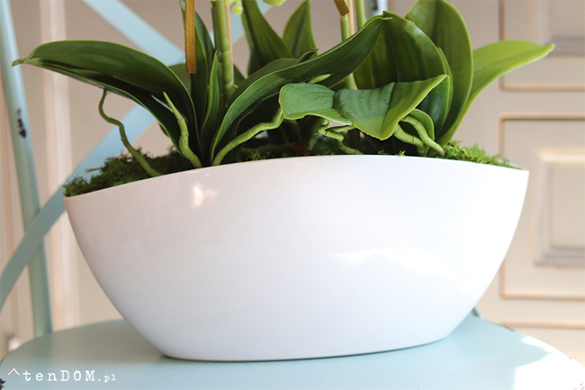 Benicio New Design, biały storczyk, wys.62cm 