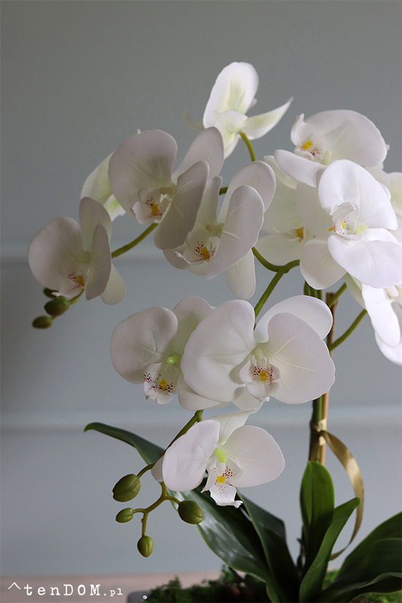 Banerra Bossa, sztuczny storczyk w biało-srebrnej donicy, wys.55cm