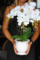 sztuczny storczyk w pięknej donicy Paloma, wys.55cm