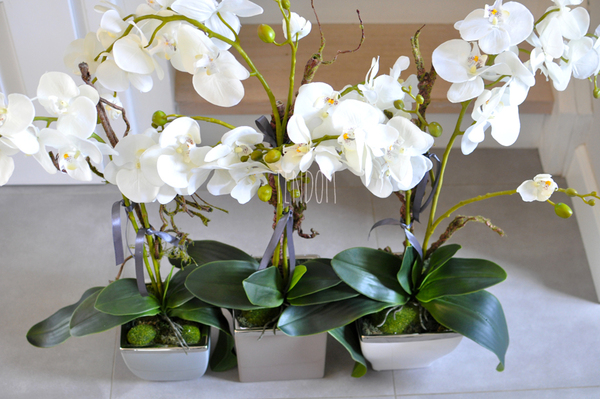 storczyk w ceramicznej, beżowej donicy Elegance 1, wys.77cm