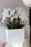 bardzo duży storczyk Hotel Design White Grande w donicy, wys.105cm 