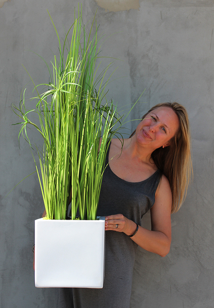 kompozycja traw w białej, sześciennej donicy Fiberglass, La Paloma, wys.75cm