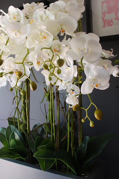 duży storczyk Marco Grande Grey, wys.120cm 