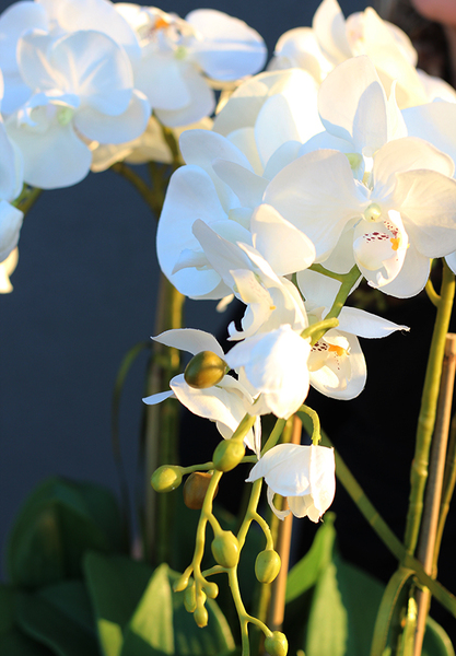 Morsztynowo, storczyk w długiej, wąskiej donicy, wys.58cm 