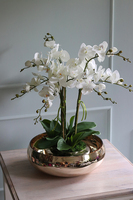 Glass Pompadour Gold, efektowny storczyk w złotej misie, wys.60cm