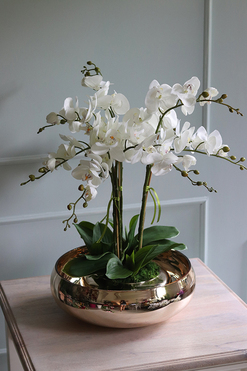 Glass Pompadour Gold, efektowny storczyk w złotej misie, wys.60cm