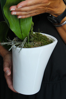 storczyk Asimetrio w białej donicy, wys.57cm