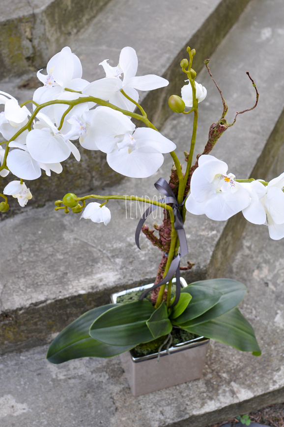 storczyk w ceramicznej, beżowej donicy Elegance 1, wys.77cm