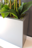 duży storczyk Marco Grande Grey, wys.120cm 