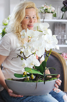 storczyk Laos w ceramicznej, szarej donicy, wys.56cm