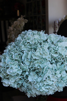 bukiet niebieskich hortensji Horton 10szt., wys.50cm