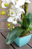 sztuczny storczyk Turkus, wys.60cm