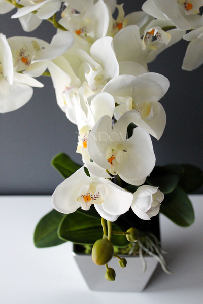 storczyk Genua w srebrnej donicy, wys.57cm