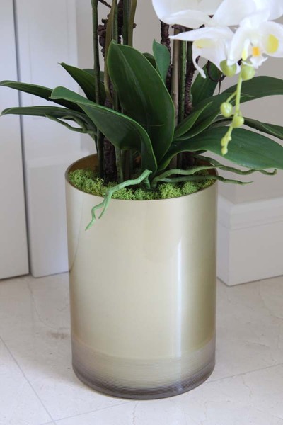 gumowy Gold House, storczyk w szklanym naczyniu wys.72cm